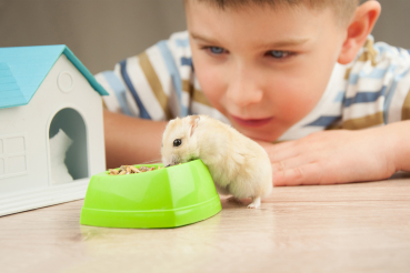 petit garçon avec un hamster