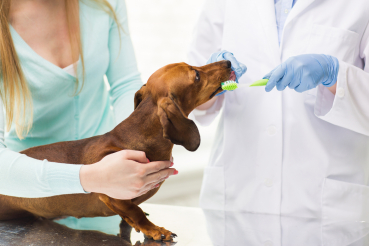 chien se faisant laver les dents par un vétérinaire