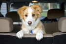bébé border collie dans une voiture