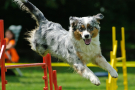 australian shepherd agility