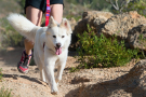 Cani-cross