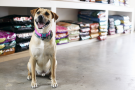 chien devant des croquettes dans un magasin