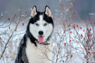 Chien : Husky