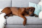 bébé chien sur canapé