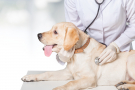 bébé labrador chez le vétérinaire