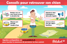 conseils chien perdu