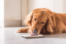 golden retriever léchant son assiette