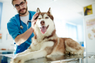 husky chez le vétérinaire