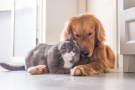 chien et chat se calinant