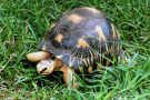 tortue rayonnée de madagascar