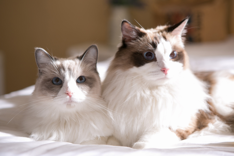 2 chats côte à côte