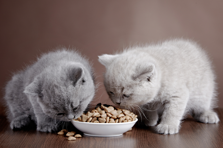 2 chats qui mangent