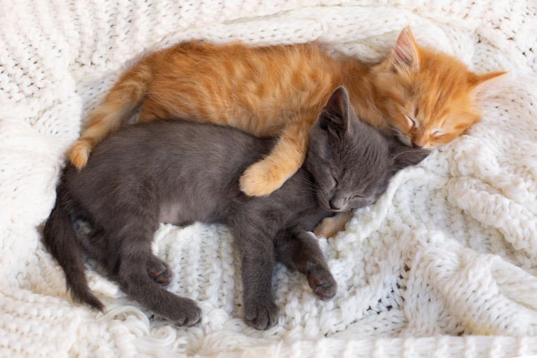 adopter-deuxieme-chat adopter-deuxieme-chat