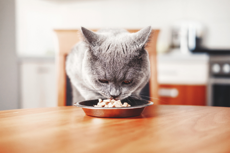 aliments-toxiques-chat aliments-toxiques-chat