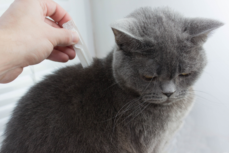 chat à qui on donne un antiparasitaire