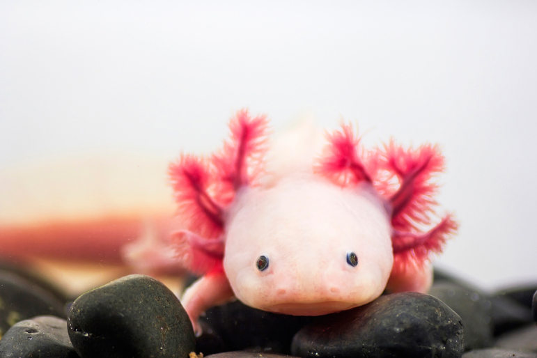 Axolotl Axolotl