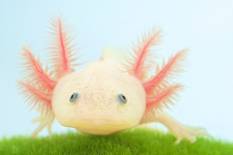 axolotl axolotl