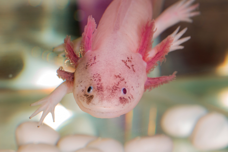 Axolotl Axolotl