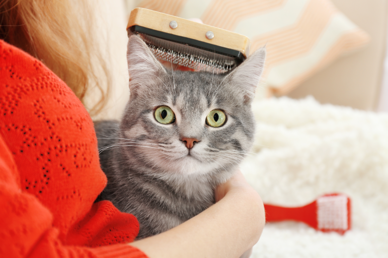 chat qui se fait brosser chat qui se fait brosser