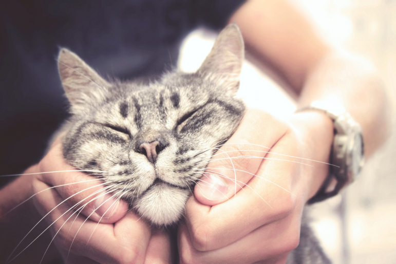chat qui se fait caliner chat qui se fait caliner