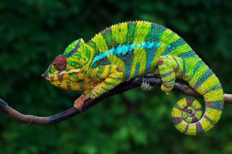 cameleon cameleon