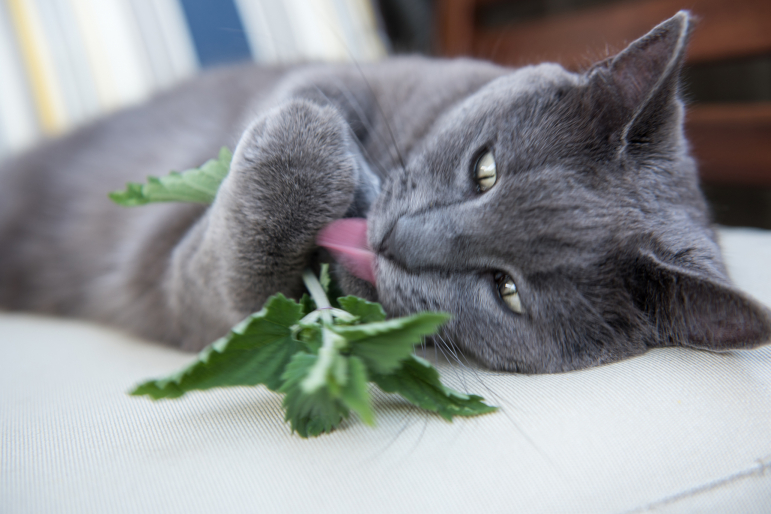 Menthe Herbe à chat