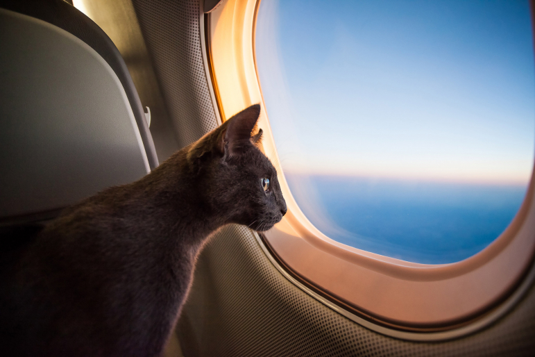 chat avion chat avion