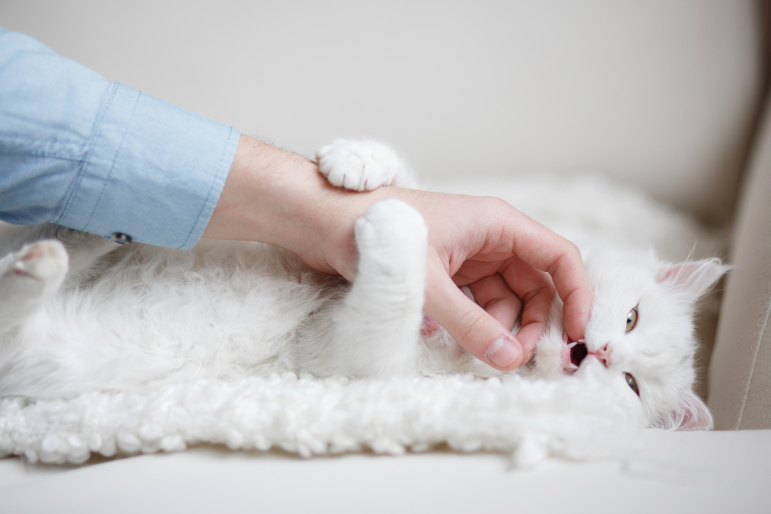 chat blanc et homme chat blanc et homme
