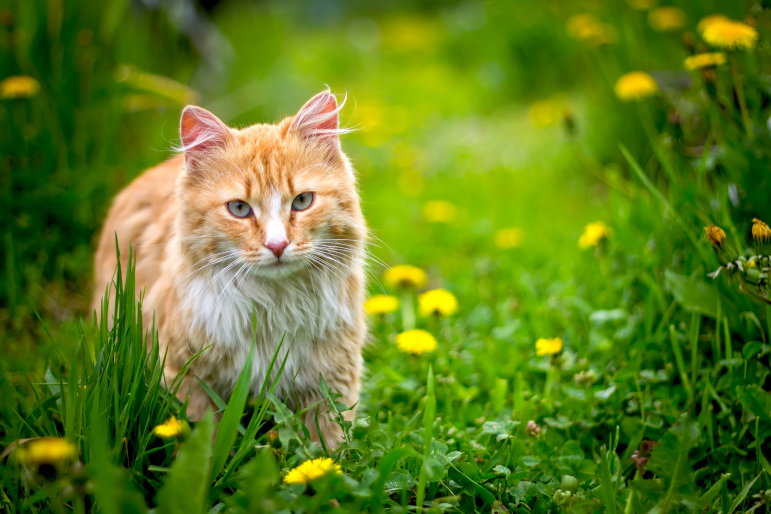 chat dans la nature chat dans la nature