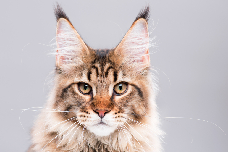 chat avec de grandes oreilles chat avec de grandes oreilles