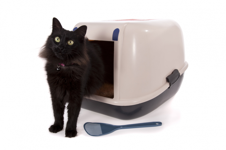 chat utilisant une litière chat utilisant une litière
