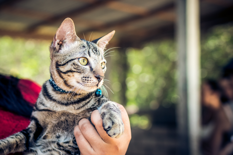 chat et son maître chat et son maître