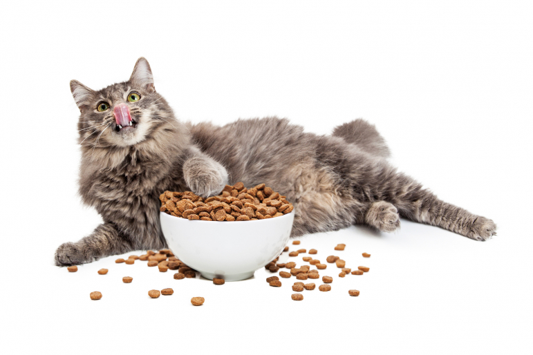chat obèse avec gamelle chat obèse avec gamelle