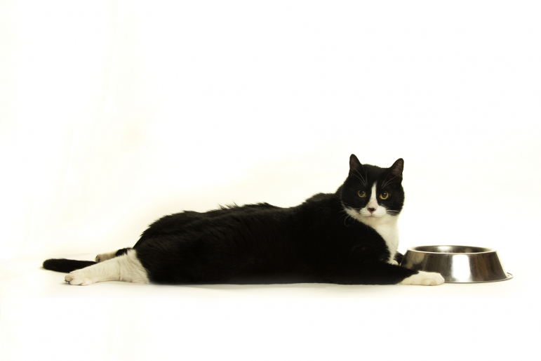 chat obèse chat obèse