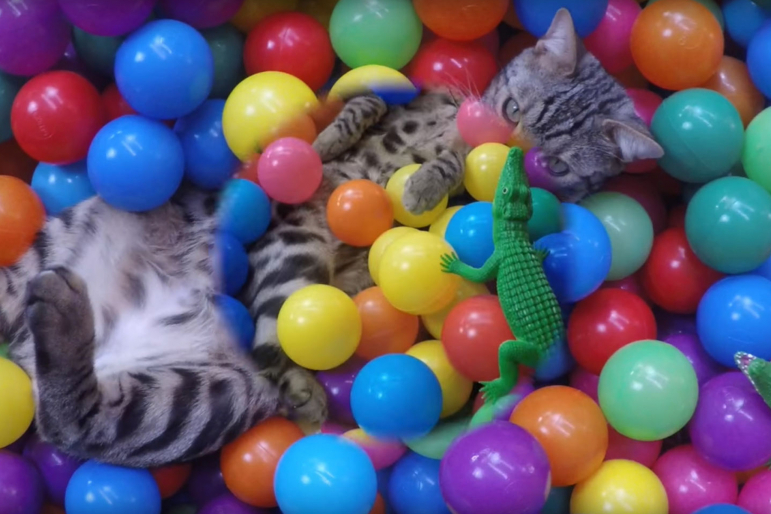chat et piscine à boules