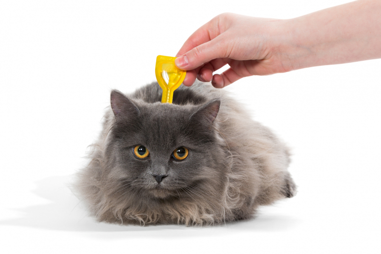 chat recevant un produit anti-puces