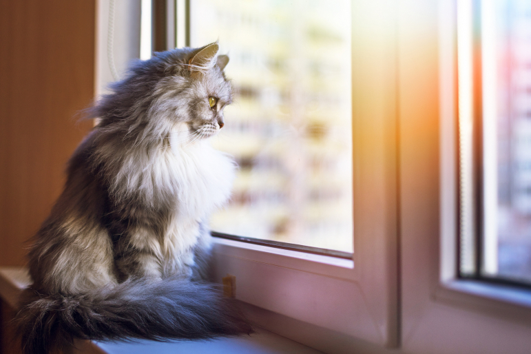 chat qui regarde par la fenêtre
