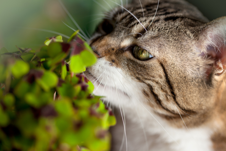 chat reniflant des plantes
