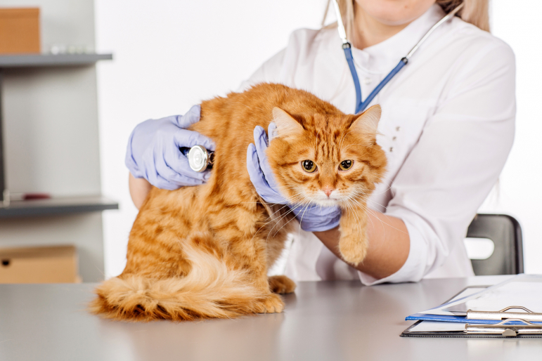 chat roux malade chez le véto chat roux malade chez le véto
