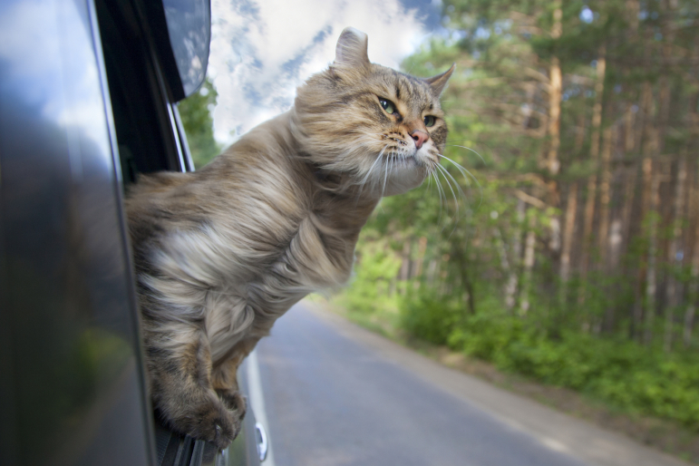 chat sortant la tête de la voiture