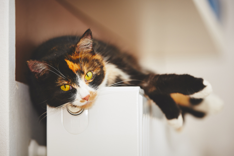 chat sur un radiateur