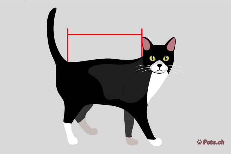 chat-taille-pets-ch chat-taille-pets-ch