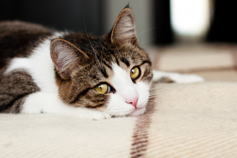 chat triste chat triste