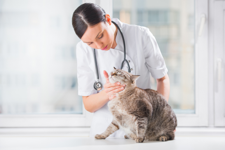 vétérinaire avec un chat vétérinaire avec un chat