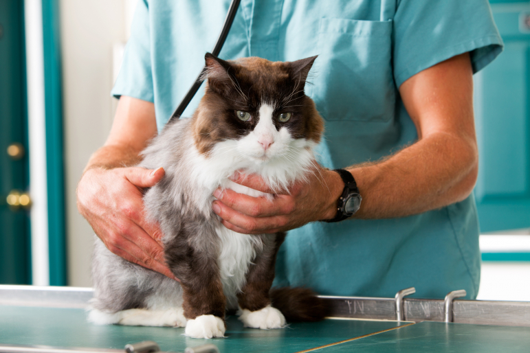 chat chez le vétérinaire chat chez le vétérinaire