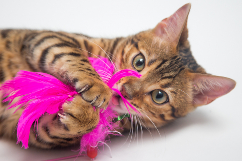 chaton jouant avec des plumes roses chaton jouant avec des plumes roses