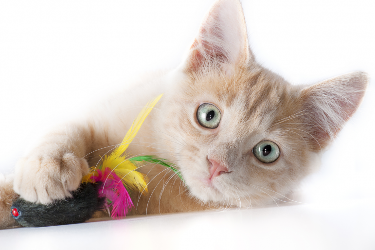 chaton avec un jouet chaton avec un jouet