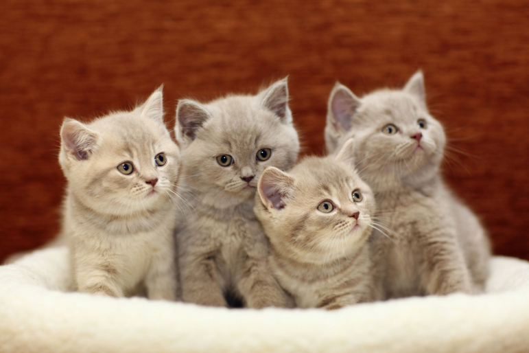 chatons chatons