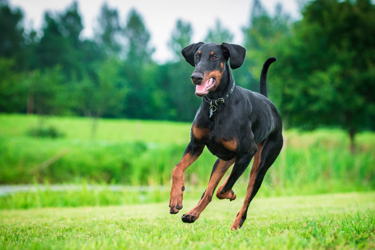 Chien : Dobermann