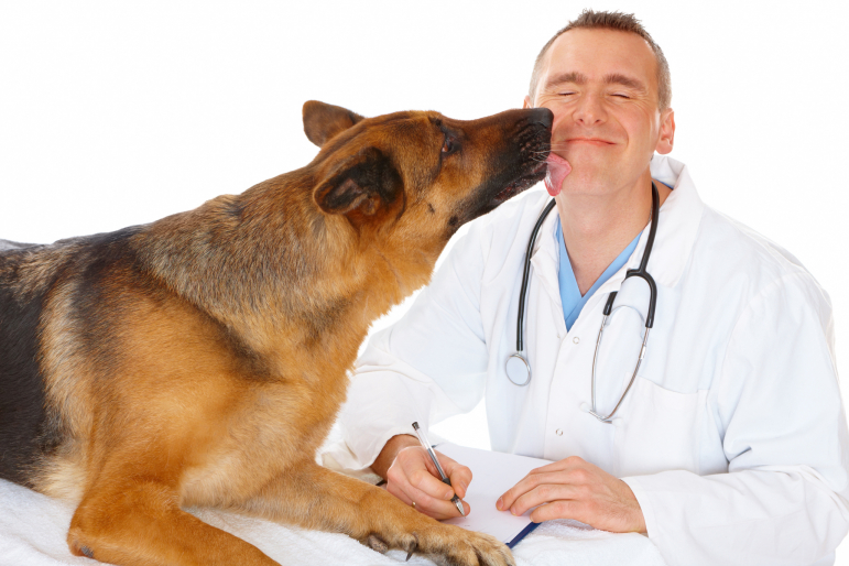 chien embrassant son véto chien embrassant son véto